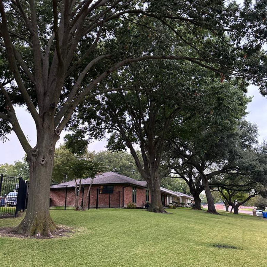 Tree-care-(2)